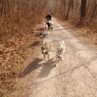 Okemo and Sobo ran in the wheel position.