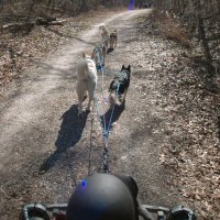 The view from the wheeled dog sledding rig or gig