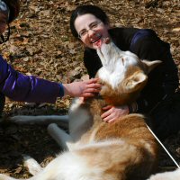 Sled dog Sobo makes friends
