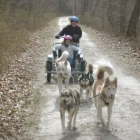 Dryland dog sledding towards Alaska