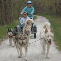 Sled dogs can eat up to 16000 calories a day