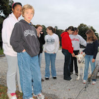 Meet the sled dogs