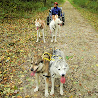 The sled dog team is ready to go dryland dog sledding.