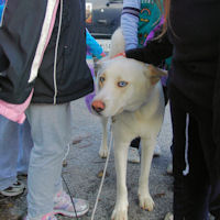 Okemo and his intense blue eyes as he meets the Girl Scouts.