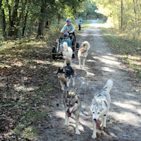 The powerful five sled dog team pulls into the station.