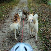 Mushers eye view