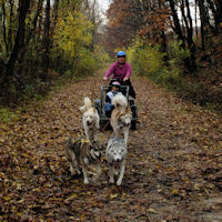 excited sled dogs