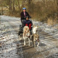 Dryland dog sledding