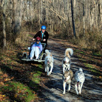 Dryland dog sledding