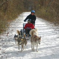 Four powerful sled dogs