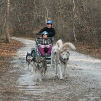 Dryland dog sledding