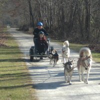 The five dog team races towards the Pennsylvania line.