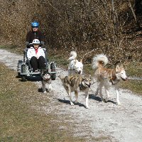 Multiple sled dog teams participated in Dogs Across America.