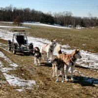 Sled dogs wait to show off dryland dog sledding