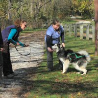 A Siberian husky learns line out during dryland gound training.