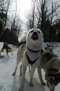 Gypsy runs in lead with Acadia
