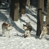 High energy dogs romping in the snow in Stowe, Vermont.