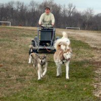 Demonstration of dryland dog sledding.