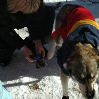 Home schoolers learning to bootie a dog.