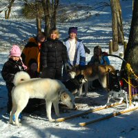 Home school dog sledding program.