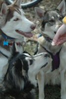 Our sled dogs enjoy a treat near Washington, DC.