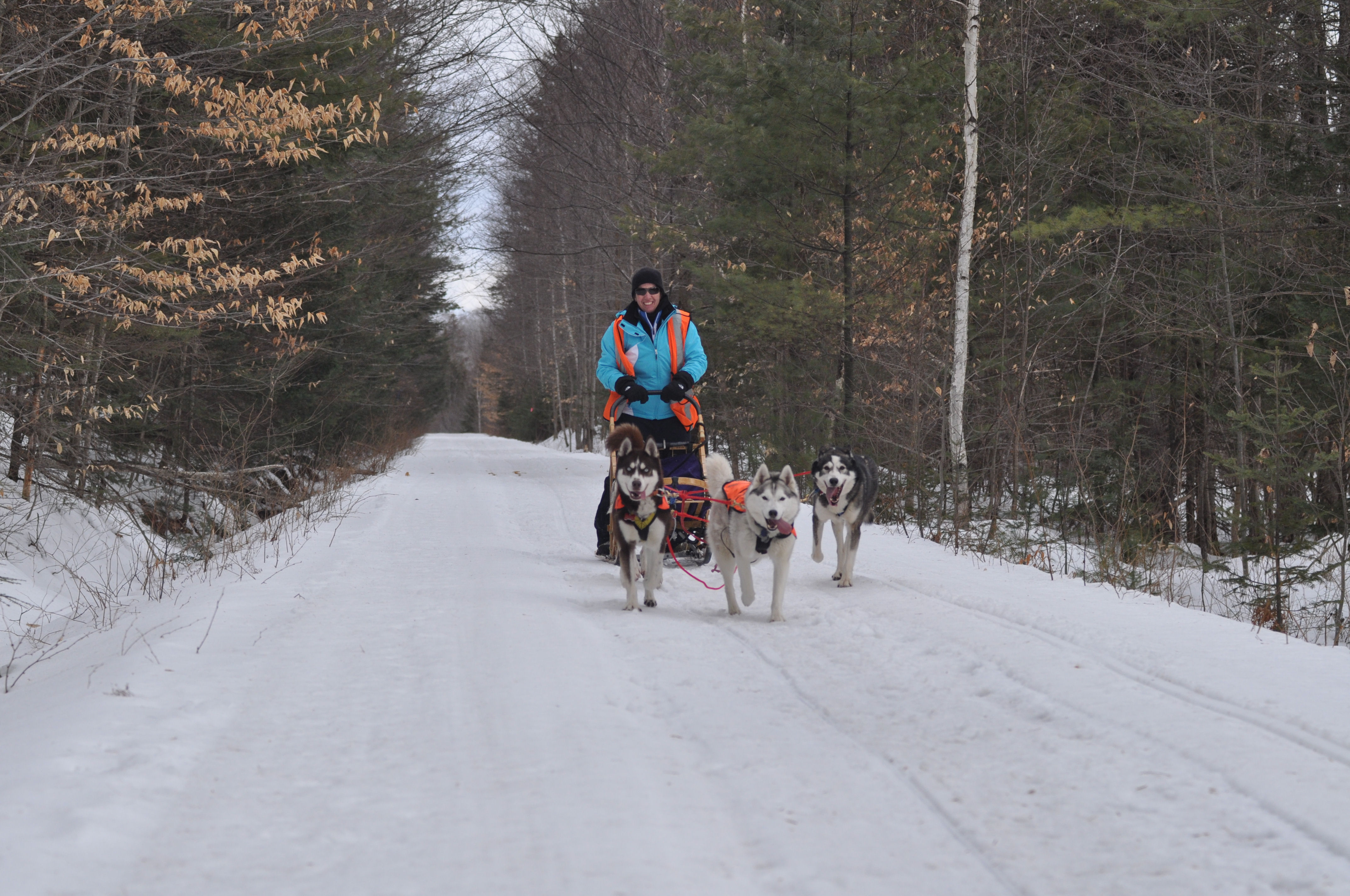 Maryland Sled Dog Adventures LLC Maryland dogsledding and dog sled