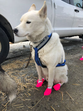 Lumos is a big, white strong dog who runs in the point and swing positions with Maryland Sled Dog Adventures