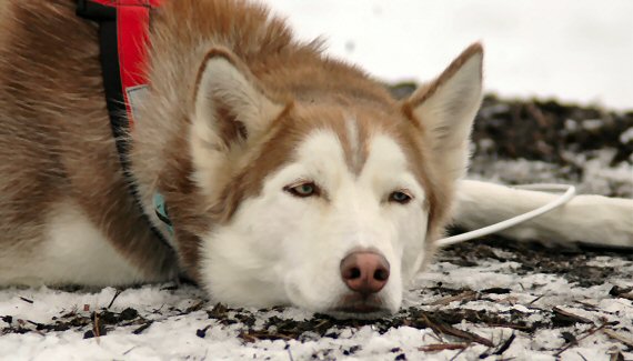 Sobo lying on the dropline at Nemacolin Woodlands Resort