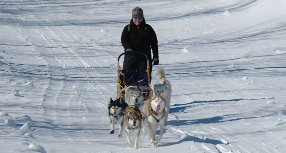 Maryland dog sledding team hard at work