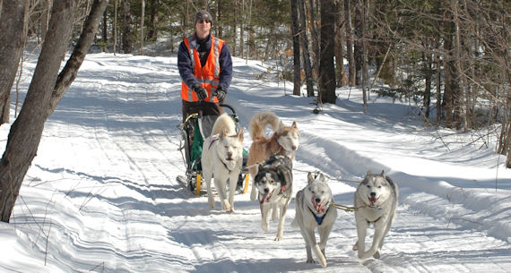 Maryland Sled Dog Adventures dog sledding team hard at work