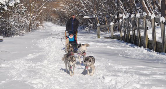 Maryland Sled Dog Adventures dog sledding team hard at work