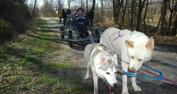 A young girl scout is ready to go for a dryland dog sledding ride in Northern Baltimore County.