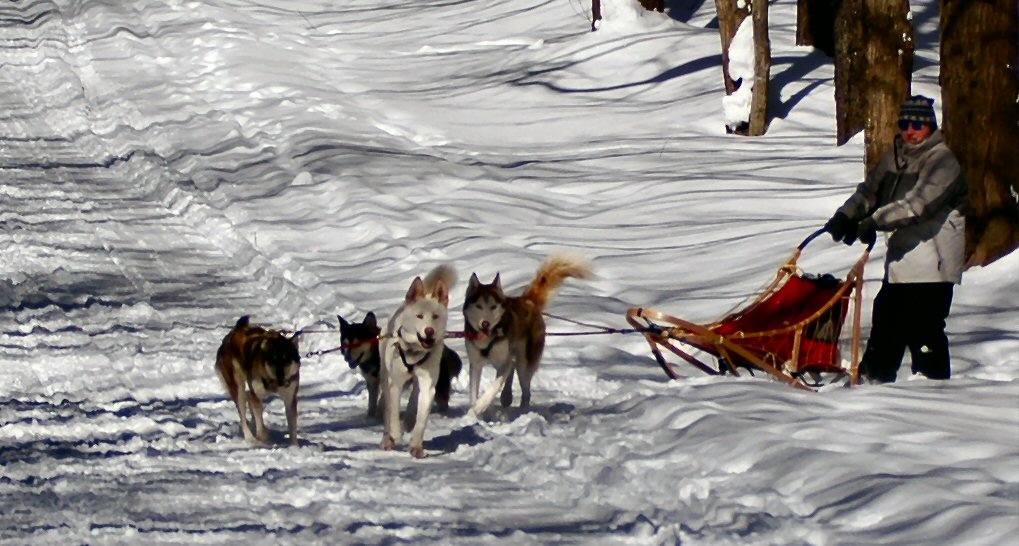 Dog sledding in the Winona State Forest in Tug Hill, New York