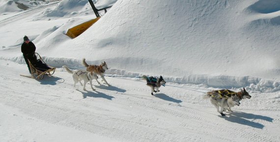 Dog sledding near Edmundston, New Brunswick, Canada