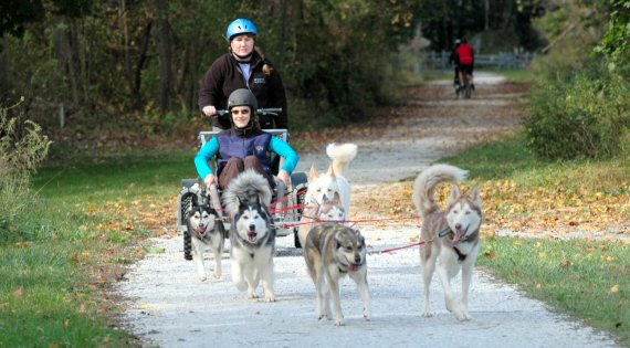Siberian huskies during a run what you brung