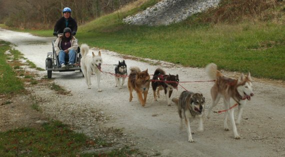 Siberian huskies during a run what you brung