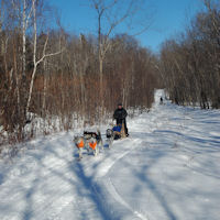 Two sled dog teams return home from a trainign run in Maine.