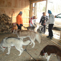 Meet the sled dogs
