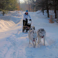 Sled dog drivers ed