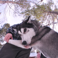 Sled dogs make for good friends