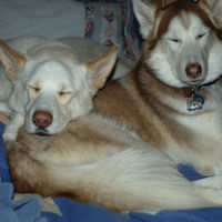 Hard working sled dogs