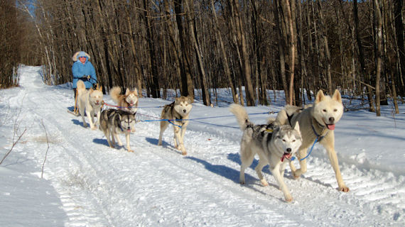 Acadia, Loomis, Weld, Peeps, Okemo, and Sobo return home from a run in Lexington Township, Maine