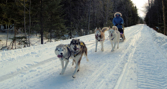 Dog sledding near Farmington, Maine