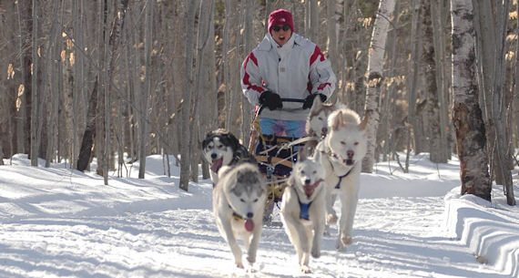 Dog sledding in Starks, ME