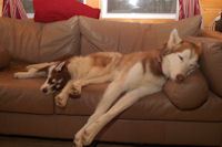 Sobo and Sammamish relax at the cabin.