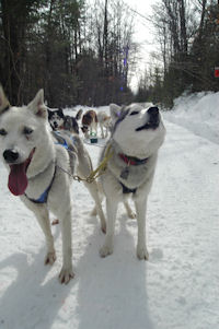 Gypsy and Acadia