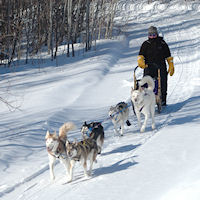 Dog sledding in Maine.