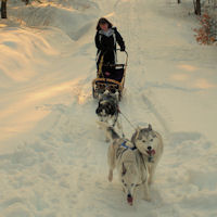 Dog sledding in Maine.