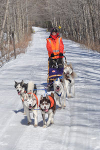Dog sledding in Maine.