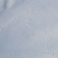 Animal tracks in the snow